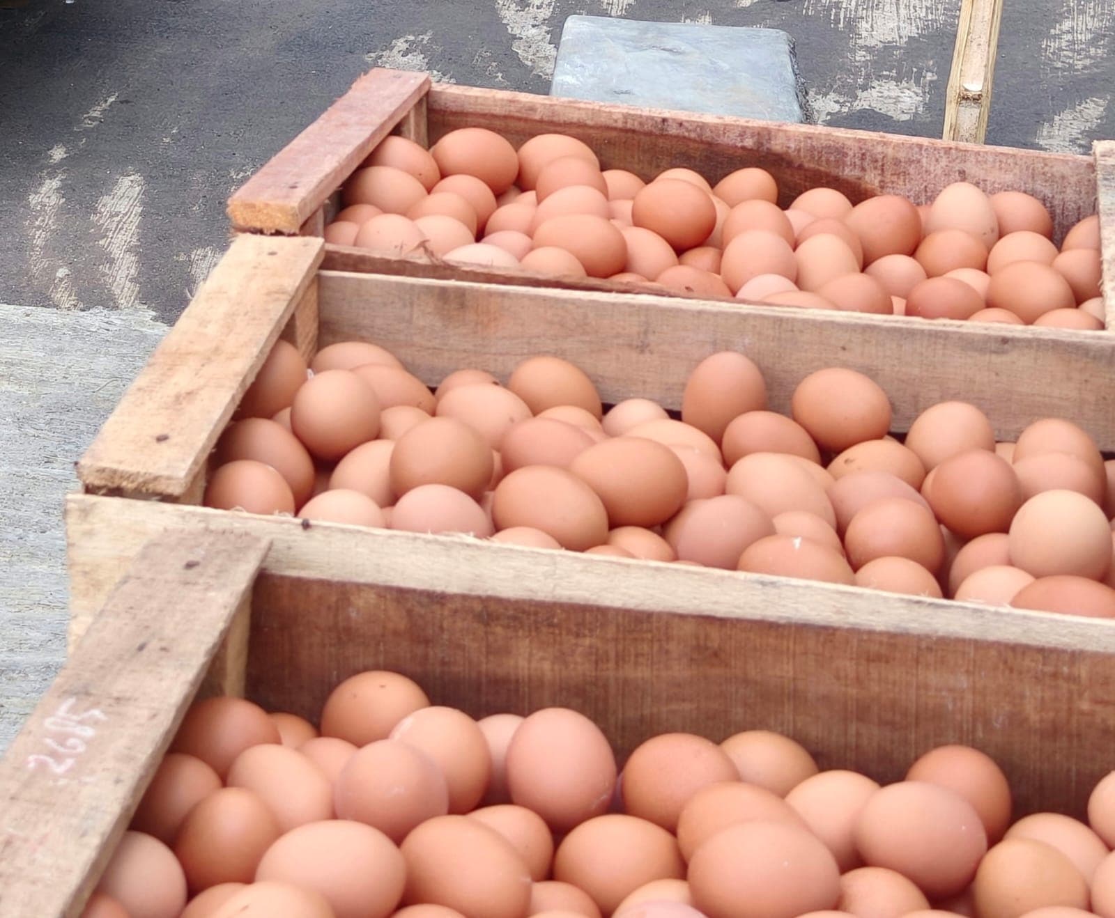 Ayam Petelur BUMDes Cahya Mandiri 2