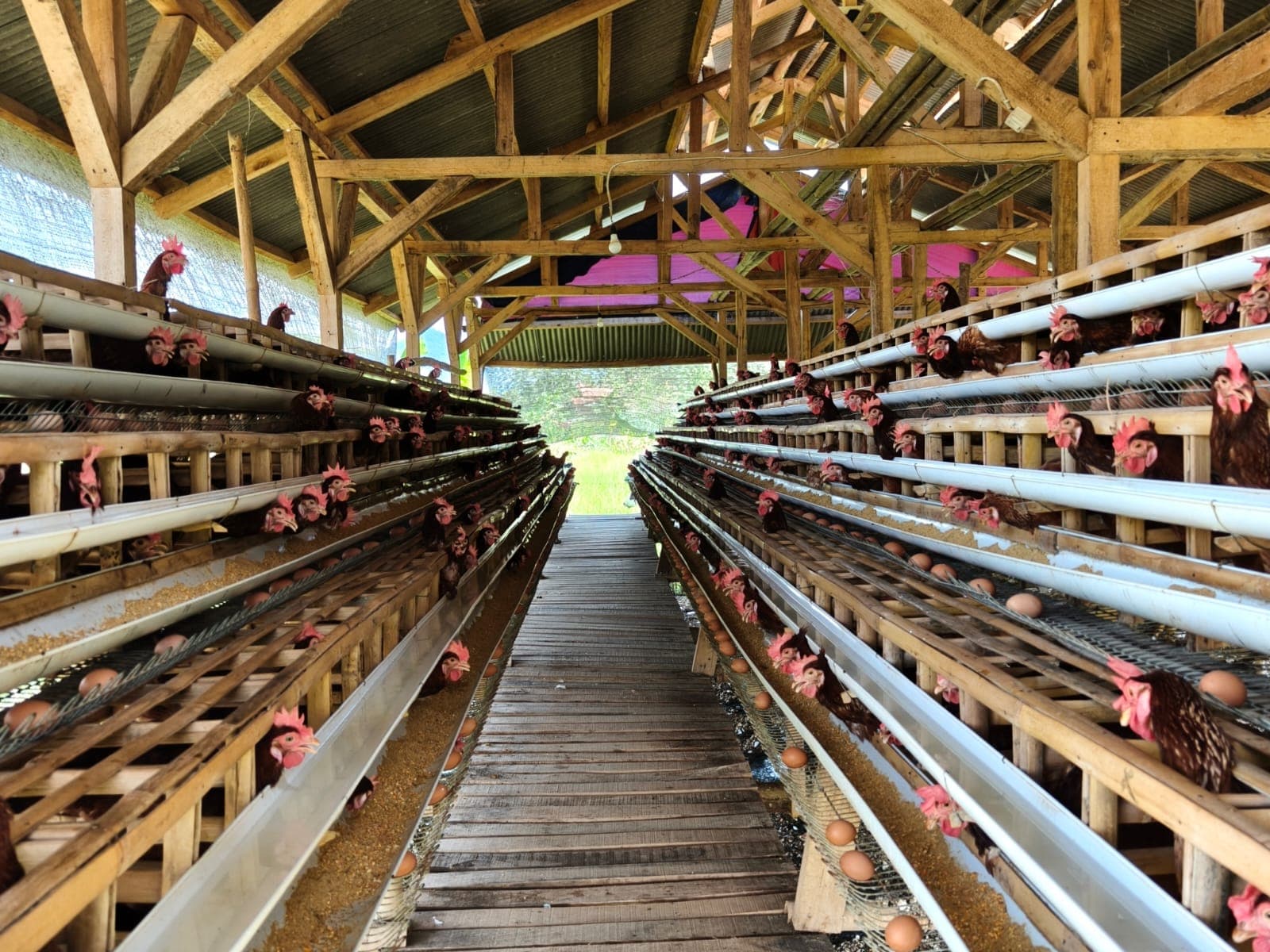 Ayam Petelur BUMDes Cahya Mandiri 3